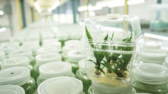 Tissueculture