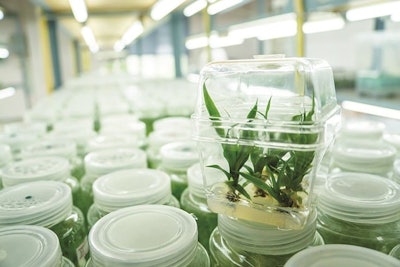 Tissueculture