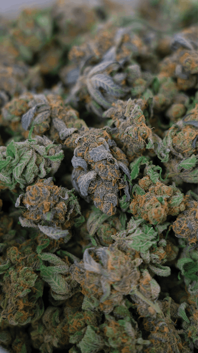 Trim agapoth 16 Fmt