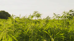 Hemp Farm