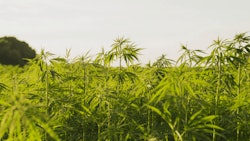 Hemp Farm