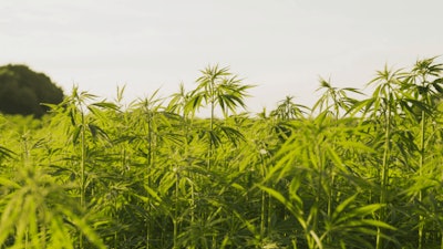 Hemp Farm