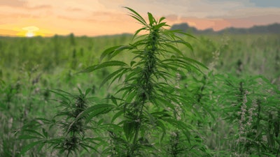Hemp Field Farm