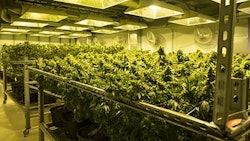 Indoor grow