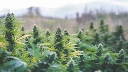 Cannabis Field Adobe Stock211981861