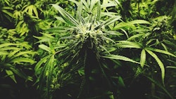 Cannabisopenrangestock