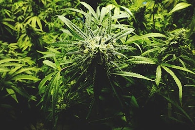 Cannabisopenrangestock