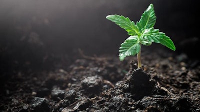 Cannabis Soil Adobe Stock189009899