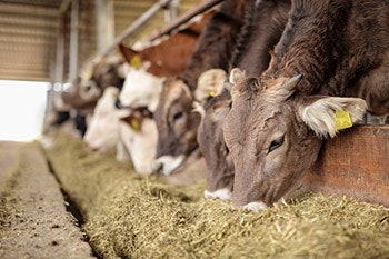 Cattle Adobe Stock 126401334