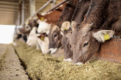 Cattle Adobe Stock 126401334