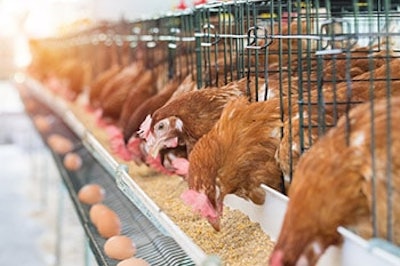 Chicken feed Adobestock 159145652