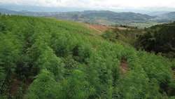 Flora Growth cultivates roughly 250 acres of cannabis at 6 cents per gram of dried flower in Bucaramanga, Colombia.