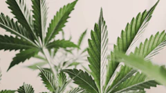 Cannabis Plants