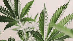 Cannabis Plants