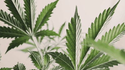 Cannabis Plants