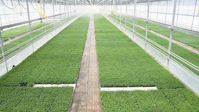 Hemp clone propagation at Dutch Heritage Gardens