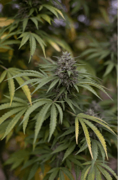 East Fork Cultivars Harvest 2020 Blue Dragon Desert Frost X Silver Hawk 003 Fmt