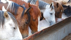 Horse Feed Adobe Stock131727680