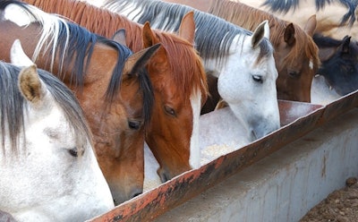 Horse Feed Adobe Stock131727680