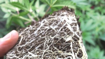 Rootsystem