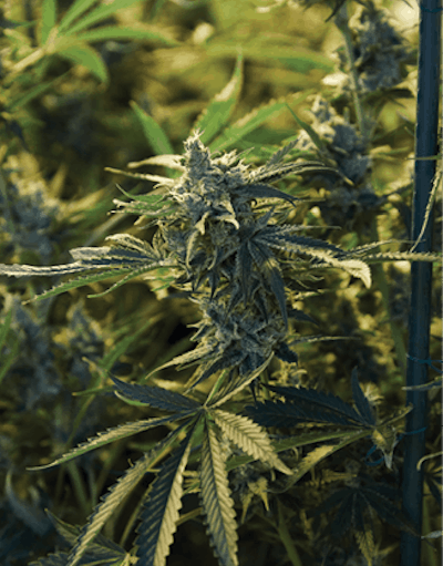 2021 0526 The Giving Tree Lilach 0341 Fmt