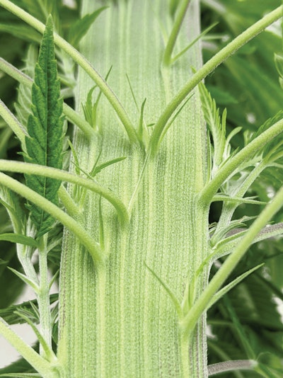 4 Hemp Fas Adv5025 Fmt