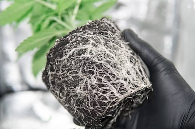 Healthy roots are the foundation of healthy cannabis. Growers can prevent overfeeding or underfeeding plants by measuring the salinity of the rootzone of their crops.