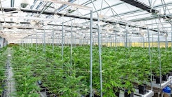 Growing hydroponically using a soilless medium and relying on water to deliver nutrients helps cultivators control their irrigation and nutrient delivery more effectively and avoid some of the most common setbacks of new cultivators.