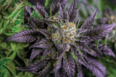 Adobe Stock 252057748 Fmt