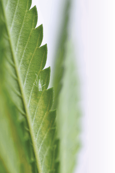 Adobe Stock 377789972 Fmt3