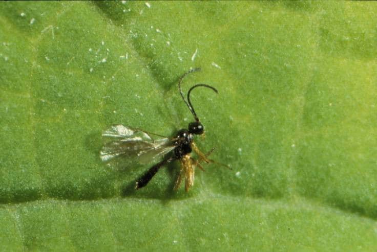 Adult Aphidius Ervi