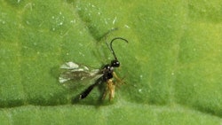 Adult Aphidius Ervi