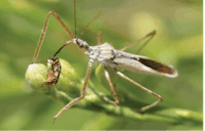 Assassin Bug Arbico Organics Fmt