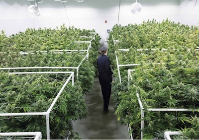 Ayr Grow Room