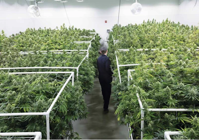 Ayr Grow Room