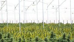 Clever Leaves’ cannabis production in Colombia