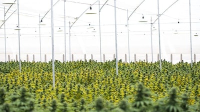 Clever Leaves’ cannabis production in Colombia
