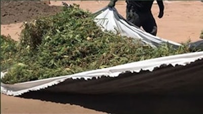 Cannabis Eradication 300