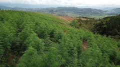 Colombia Flora Growth2736x415