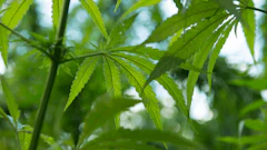 Cannabis Plants