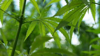 Cannabis Plants