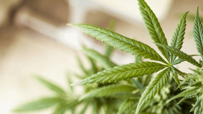 Cannabis Plants