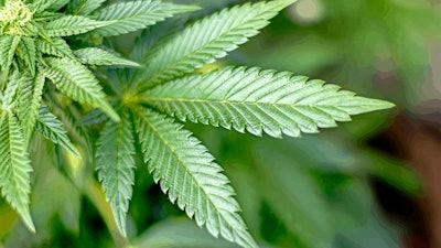 Cannabis Plants