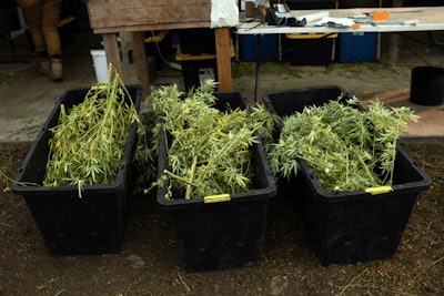 East Fork Cultivars Harvest 2020 Other 002 Fmt