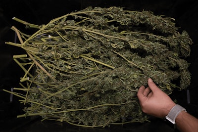East Fork Cultivars Harvest 2020 Other 009 Fmt
