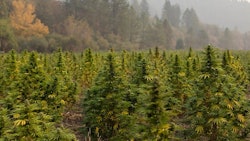 East Fork Cultivars Harvest 2020 Hemp006 Resized