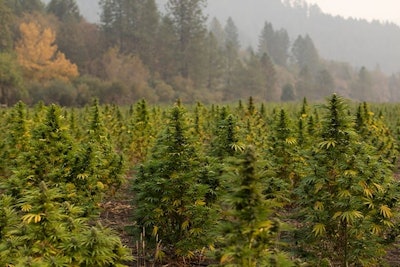 East Fork Cultivars Harvest 2020 Hemp006 Resized