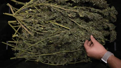 Eastforkcultivars Us Eharvest 2020other009fmt