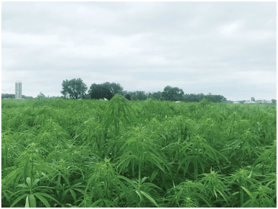 Hempstead5 Fmt