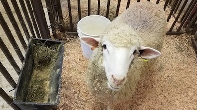 Lamb Study1web